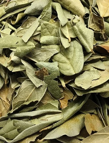 Boldo Herbal - Leaves