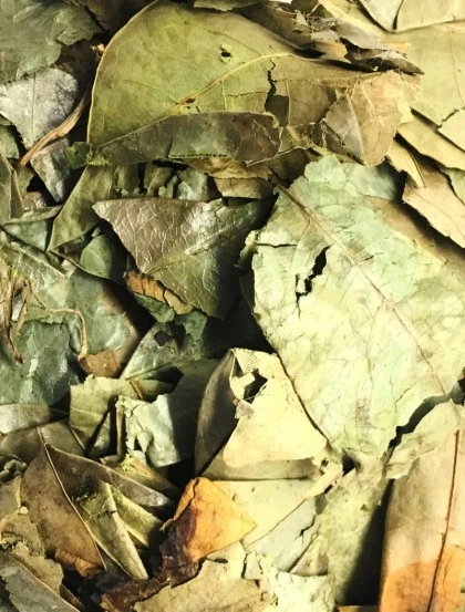 Graviola Annona - Leaves